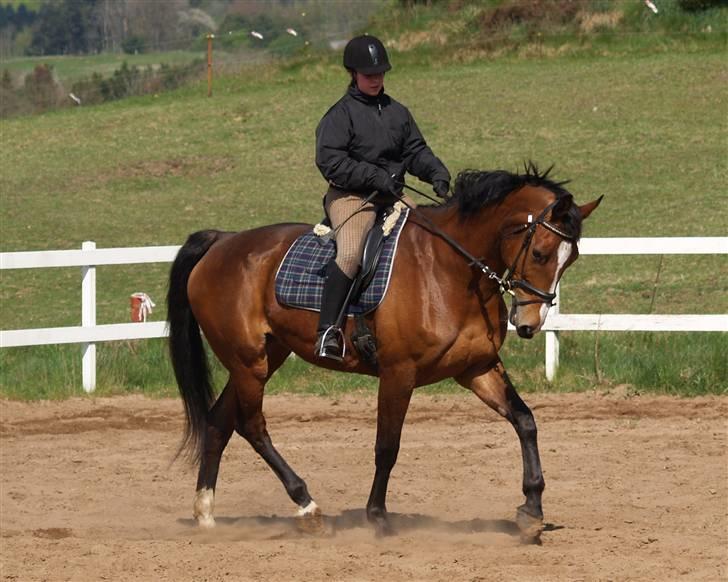 Dansk Varmblod Ganneskovgaards Donna/†af - Trav 4 gang jeg rider hende efter at hun er kommet hjem fra lene 3/5-2008 billede 10