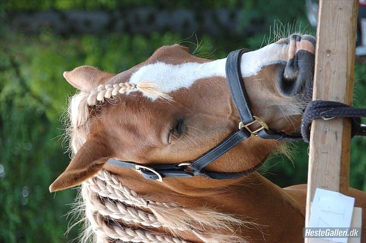 Haflinger Hjorthekærs Ferrari - Ferrari  dyreskue 2010, nu er jeg træt tager lige en lur. billede 2