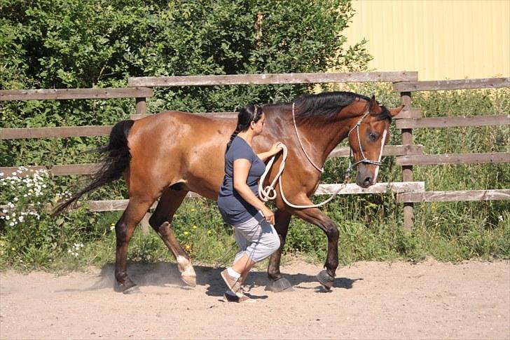 Belgisk varmblod Quinnot D'or mysoul R.I.P - [Nr. 20]    NYT vi øver synkront på paradisgården, elsker dig babyh!  Foto: Lykke. billede 20