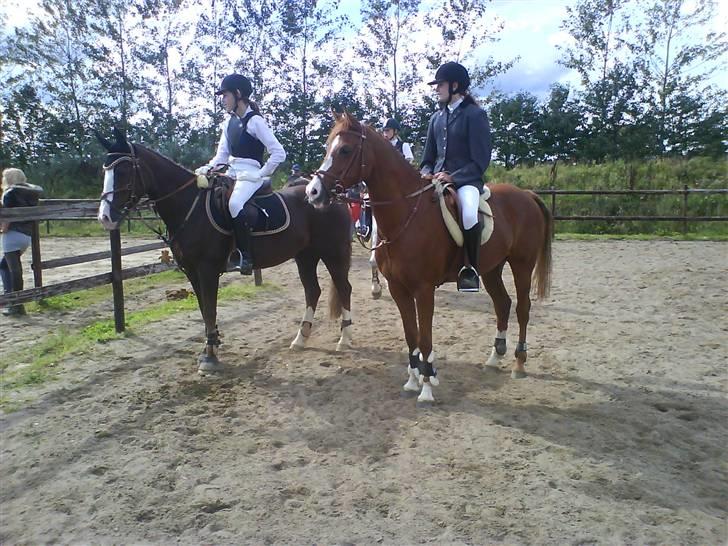 Hollandsk Sportspony Zimba Solgt billede 12