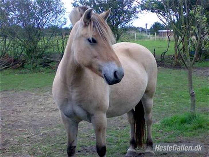 Fjordhest Zenia, passet ^savnes!^ - Zenia på marken.. billede 9