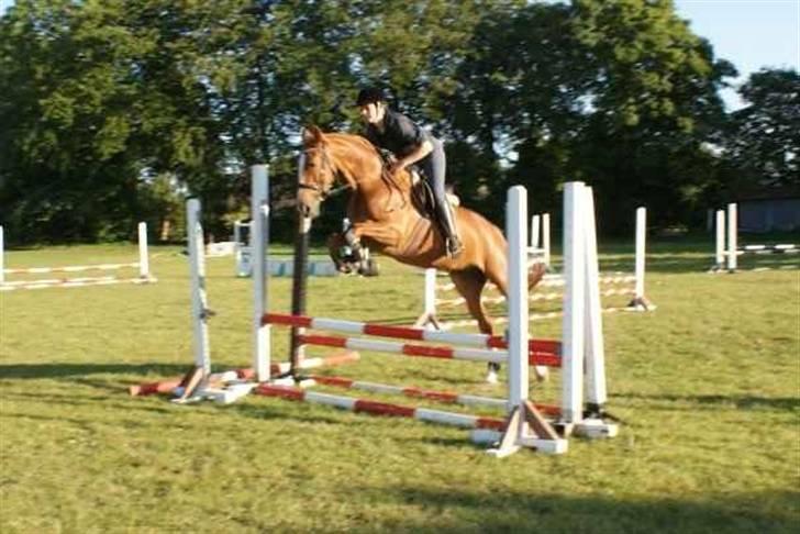 Hollandsk Varmblod Zafira - SOLGT - Den hest kan springe til.. billede 8