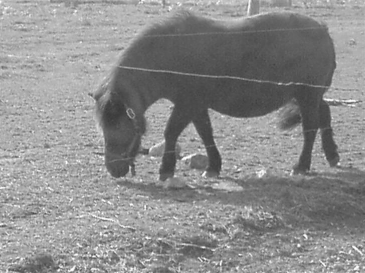 Shetlænder pretty <33 rider ikke mer - Sort hvid..  billede 10