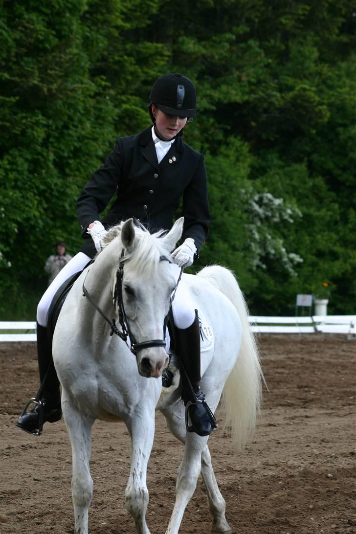 Arabisk fuldblod (OX) Silver Elisha  billede 9