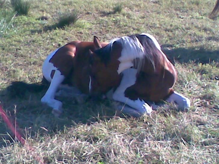 Anden særlig race Miss MoonLight - Vi er lige lidt trætte på ridelejren *taget med mobil* billede 4