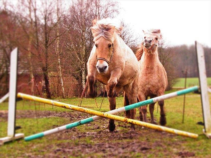 Fjordhest Lulu - Foto: MMS - ca. 50-60 cm billede 6