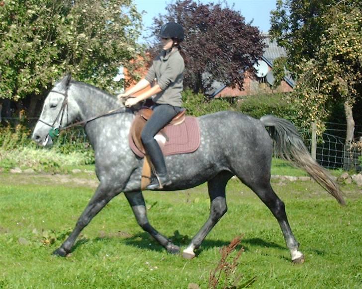 Holstener Zeênia - engang helpart billede 13