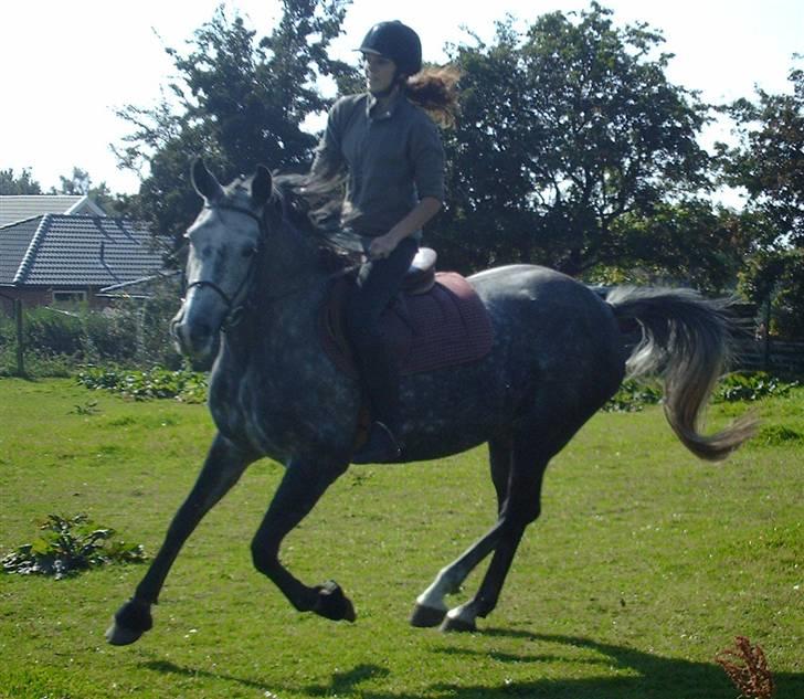 Holstener Zeênia - engang helpart billede 14