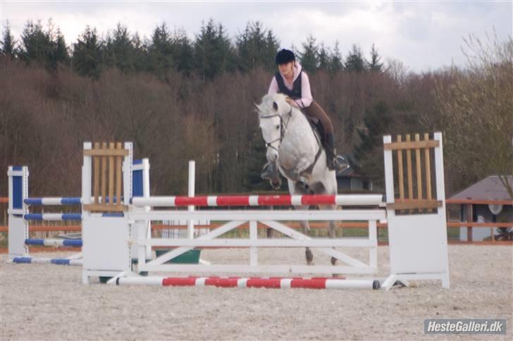 Irsk Sportspony *Mr. Miller<3* Solgt  billede 14