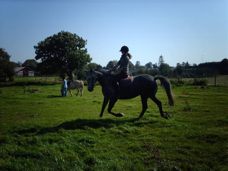 Holstener Zeênia - engang helpart billede 17
