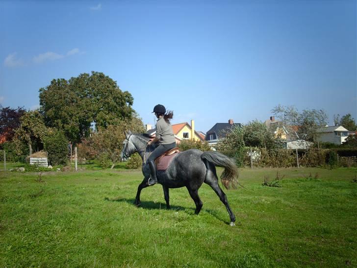 Holstener Zeênia - engang helpart billede 18