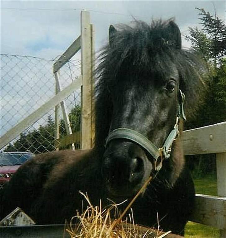 Shetlænder Wendy billede 1