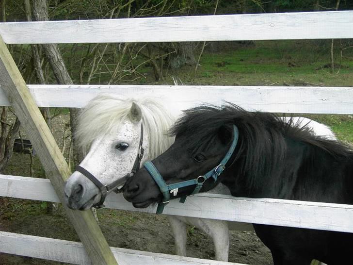 Shetlænder Wendy billede 2