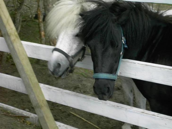 Shetlænder Wendy billede 3