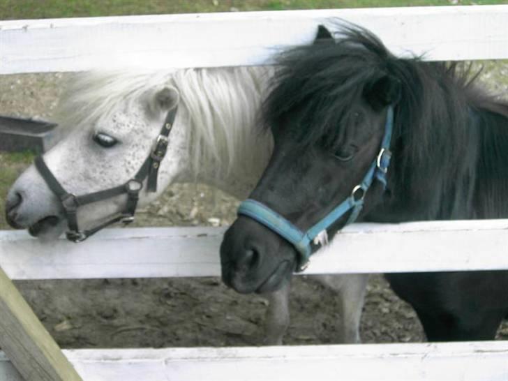 Shetlænder Wendy billede 4