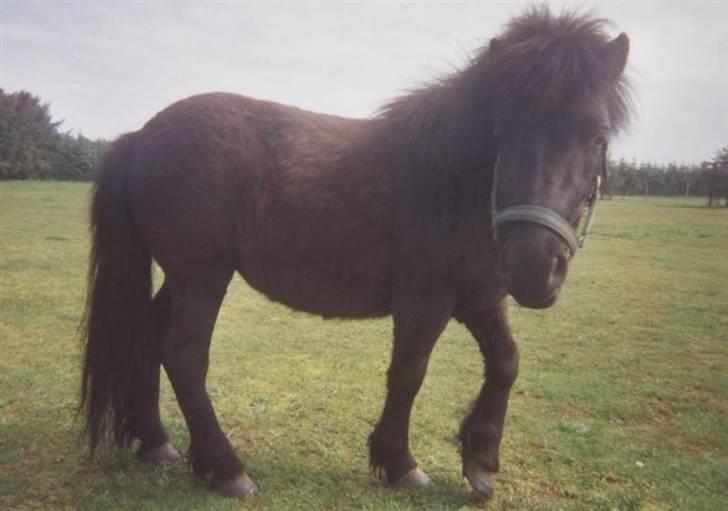 Shetlænder Wendy billede 5