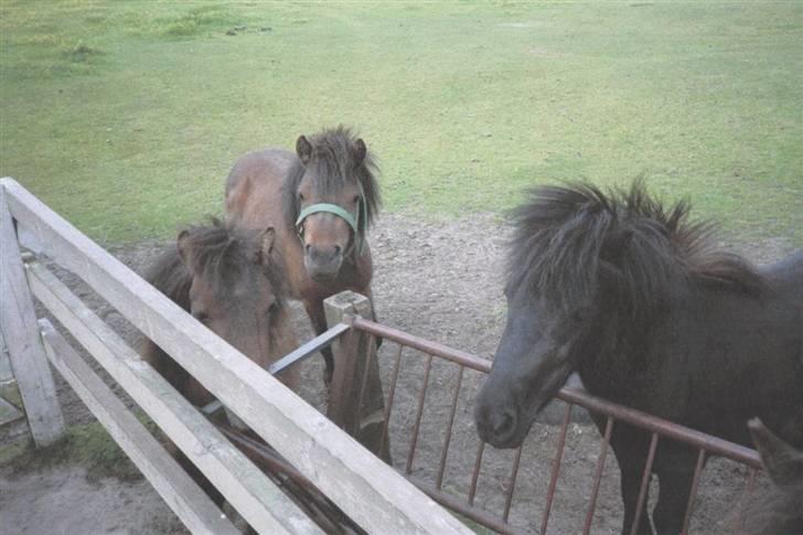 Shetlænder Wendy billede 6