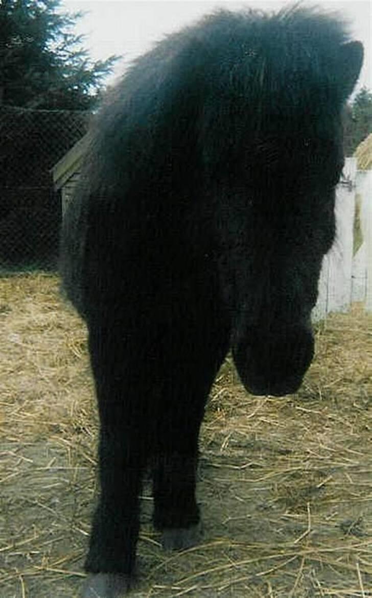 Shetlænder Wendy billede 7