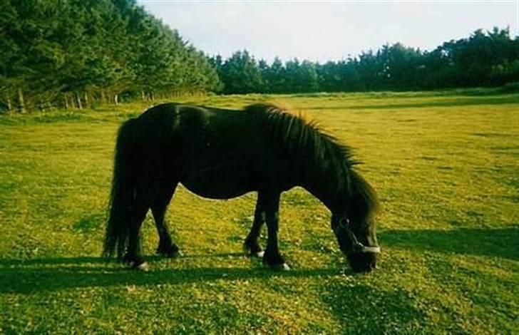 Shetlænder Wendy billede 8