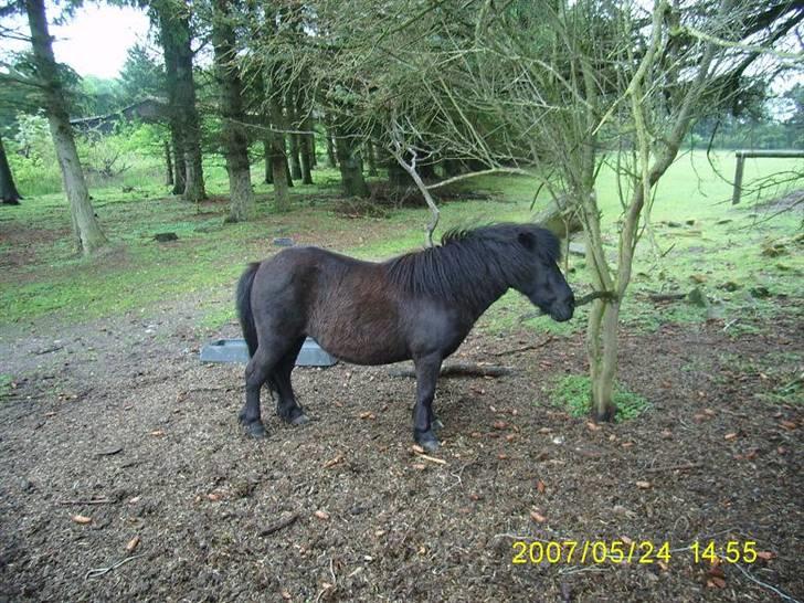 Shetlænder Wendy billede 10