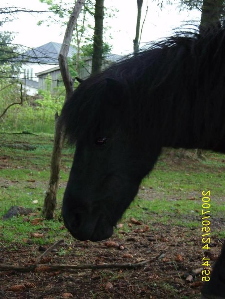 Shetlænder Wendy billede 11