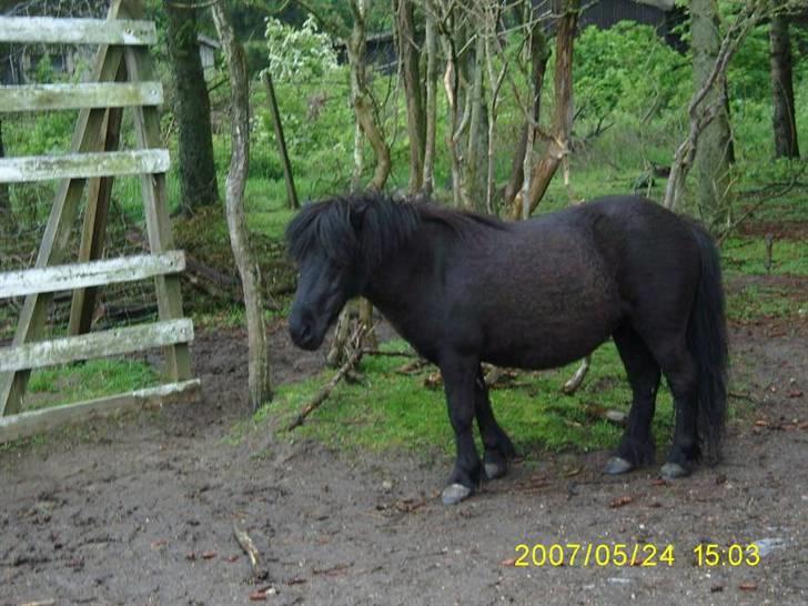 Shetlænder Wendy billede 12