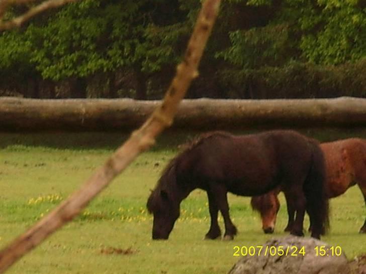 Shetlænder Wendy billede 13