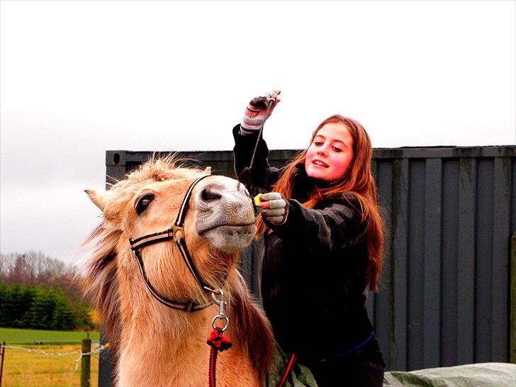 Fjordhest Lulu - Last night I matched each star with a reason for loving you. I was doing great until I ran out of stars.   - Foto: Mor :) billede 7