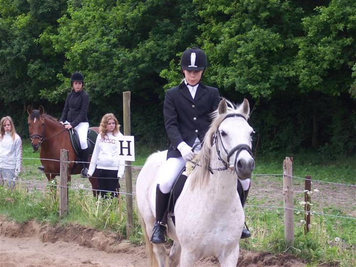 Anden særlig race Chili (passer hest) - dressur er ikke lige os. (: til stævne. LC trav. billede 2