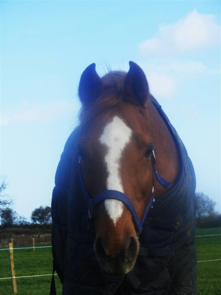 Anden særlig race | Smarties<3 - 18#  Dav Dav;D  Foto: Malene Friis billede 18