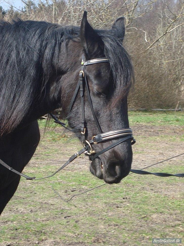 Frieser Faust - April 2011 billede 17