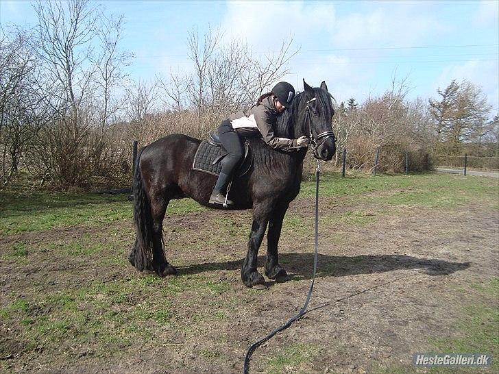 Frieser Faust - April 2011. Rytter: Mette billede 18