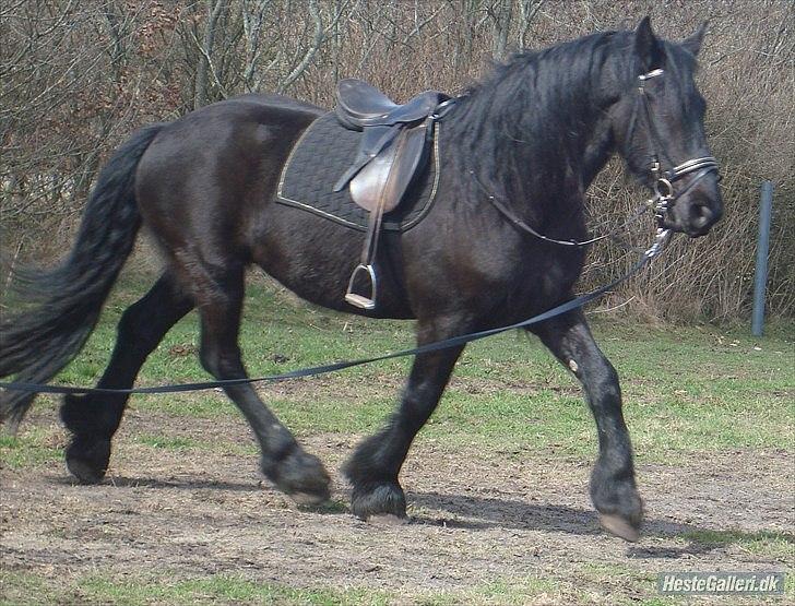 Frieser Faust - April 2011 billede 19