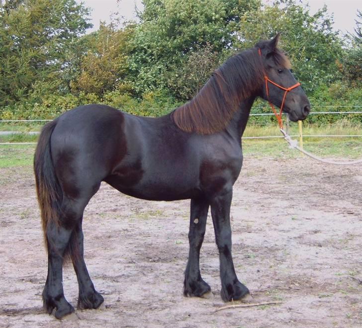 Frieser Faust - September 2007 billede 20