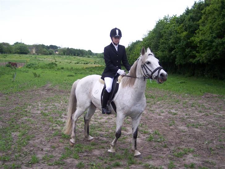 Anden særlig race Chili (passer hest) billede 3