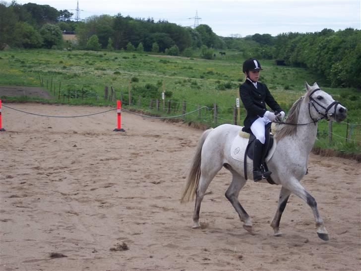 Anden særlig race Chili (passer hest) - han vil helst kigge op til skyerne. :p Dressur er ikke os, men vi springer alt. stævne. LC 1, billede 4