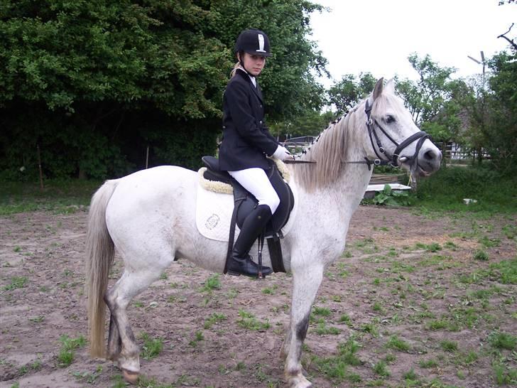 Anden særlig race Chili (passer hest) - Vi venter på at det er vores tur. (: billede 5