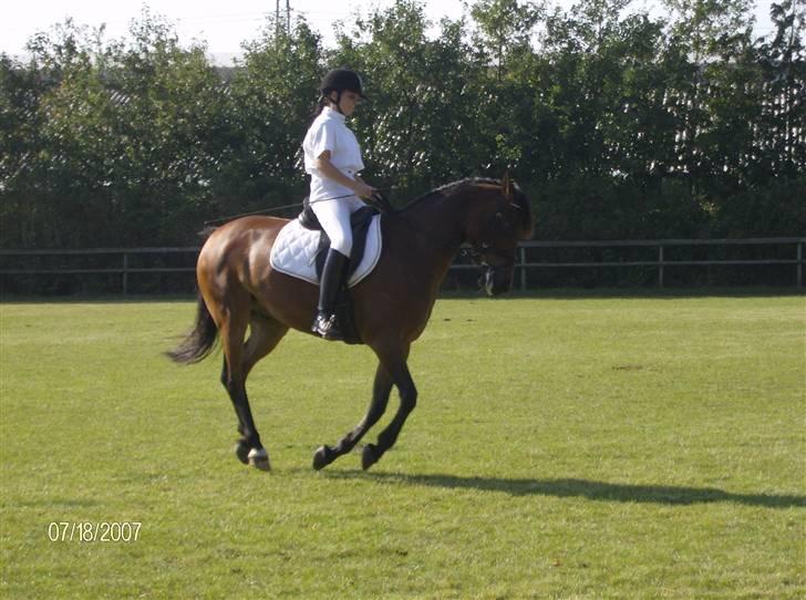 Tysk Sportspony Benjamin †100697-070808† billede 9