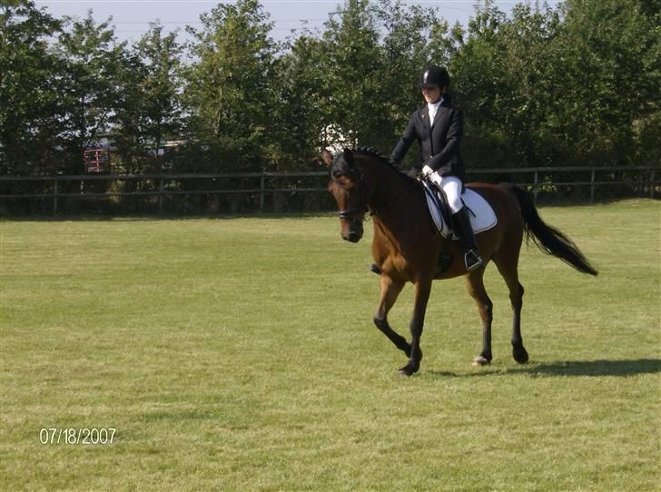 Tysk Sportspony Benjamin †100697-070808† billede 10