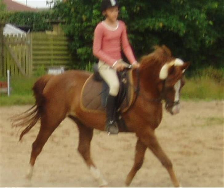 Anden særlig race Johan Jonny (My Joy) billede 1