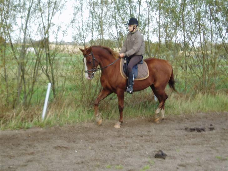 Anden særlig race Johan Jonny (My Joy) billede 2