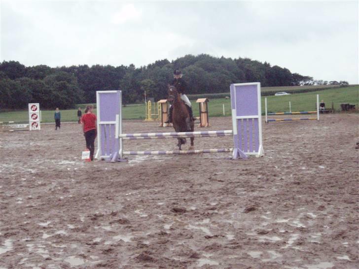 Anden særlig race Milan  billede 4