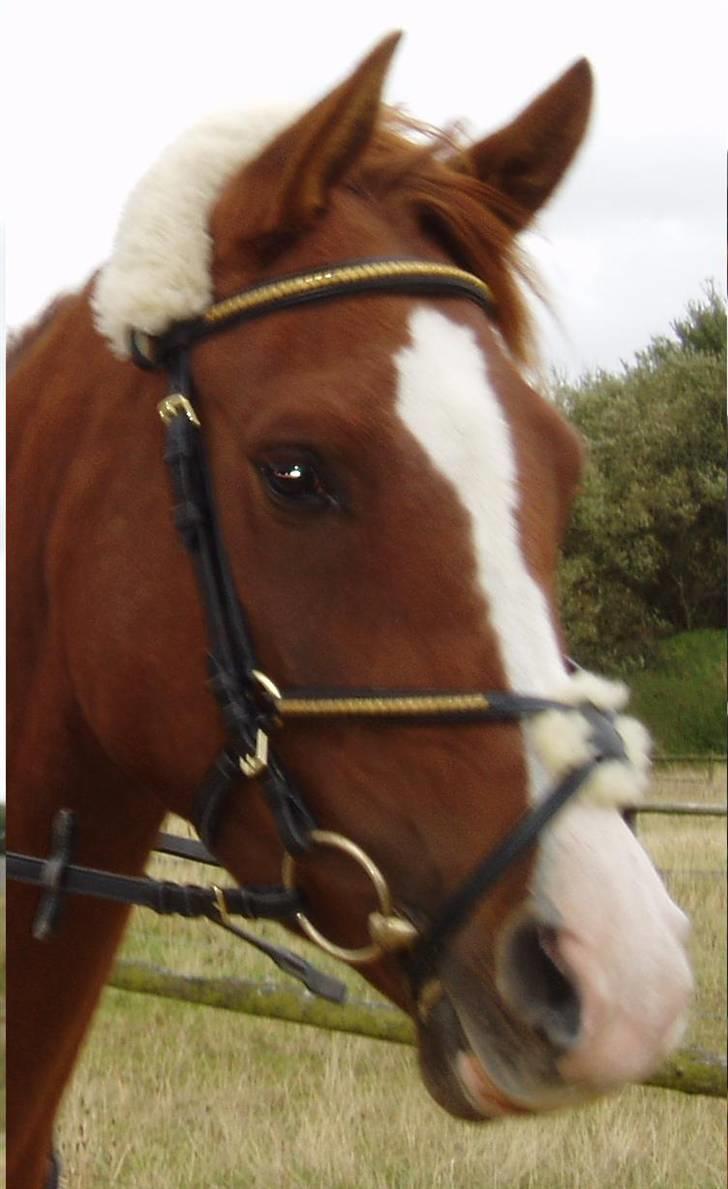 Anden særlig race Johan Jonny (My Joy) billede 3