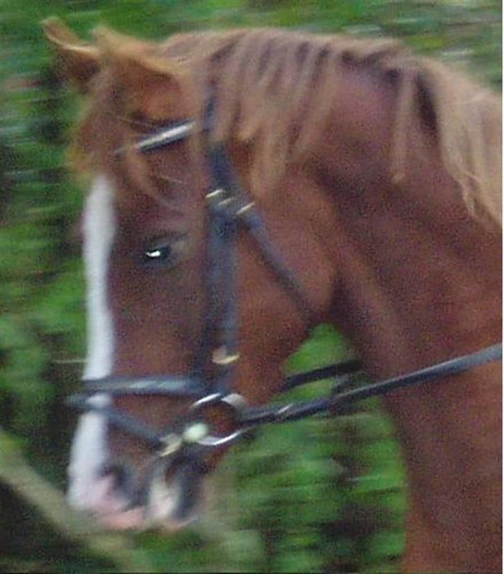 Anden særlig race Johan Jonny (My Joy) billede 4