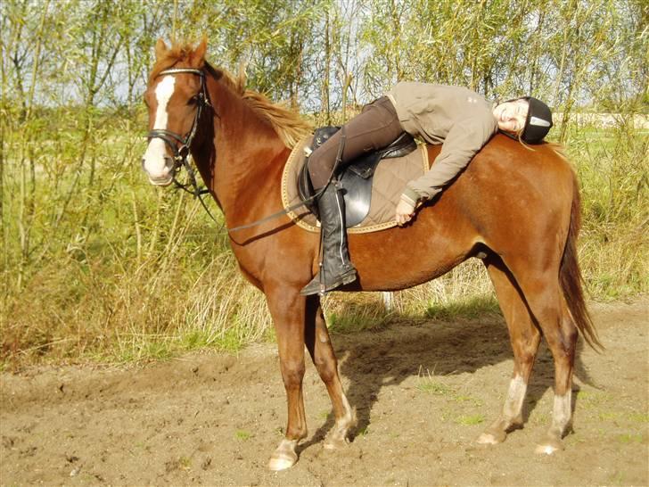 Anden særlig race Johan Jonny (My Joy) billede 5