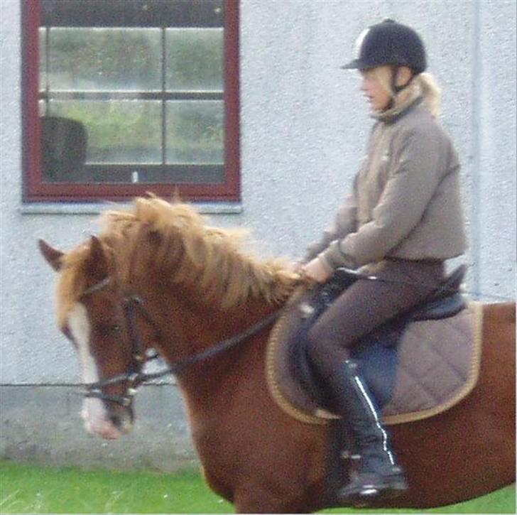 Anden særlig race Johan Jonny (My Joy) billede 7