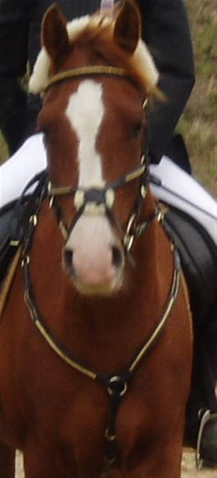 Anden særlig race Johan Jonny (My Joy) billede 8