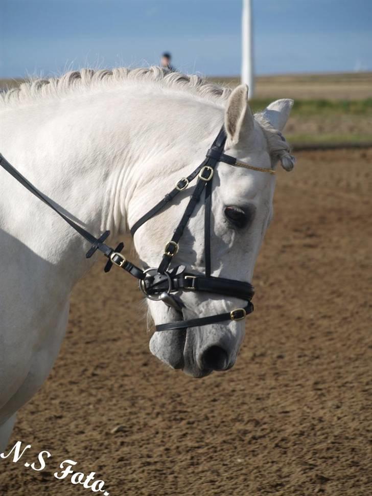 Anden særlig race Hans mit'ALT! -Elsker'Dig - Den smukkeste pony! <3  billede 16