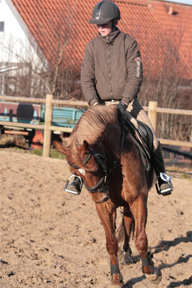 Welsh Cob (sec D) Kielshoop Honeyrose Solgt - Rosie:D Taget af SisseKallehave billede 13