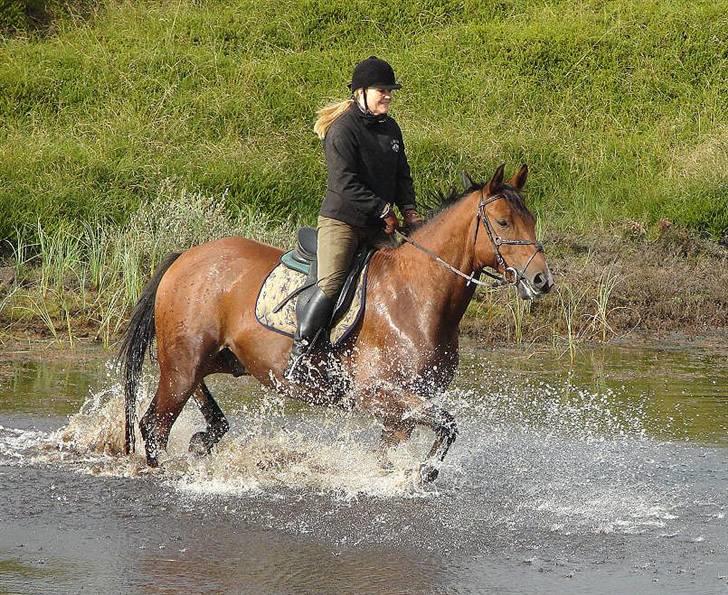 Anden særlig race Nightmare Macohl *RIP* - I vandet på heden billede 13